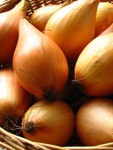 Onion sets Bamberger: variety description, photo, growing from seeds, reviews