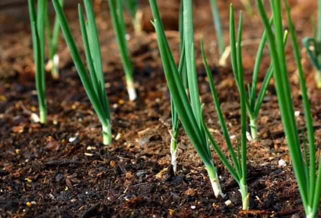 Onion sets Bamberger: variety description, photo, growing from seeds, reviews