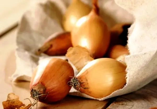 Onion sets: characteristics of popular varieties