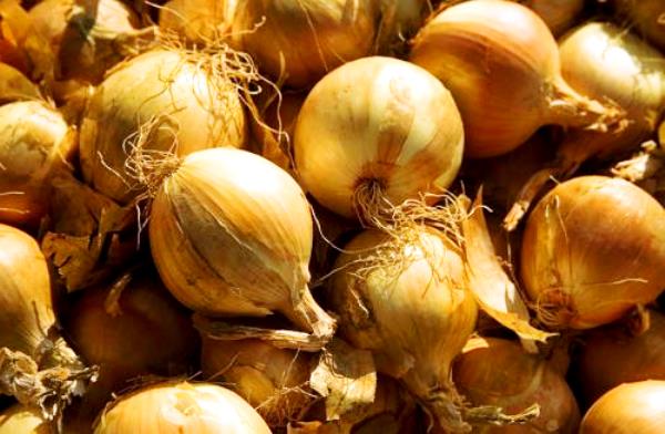 Onion sets: characteristics of popular varieties