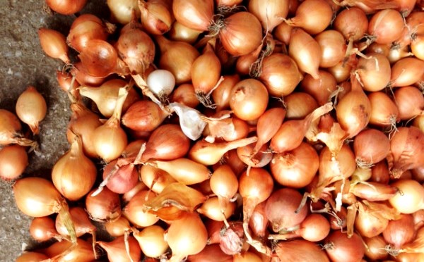 Onion sets: characteristics of popular varieties