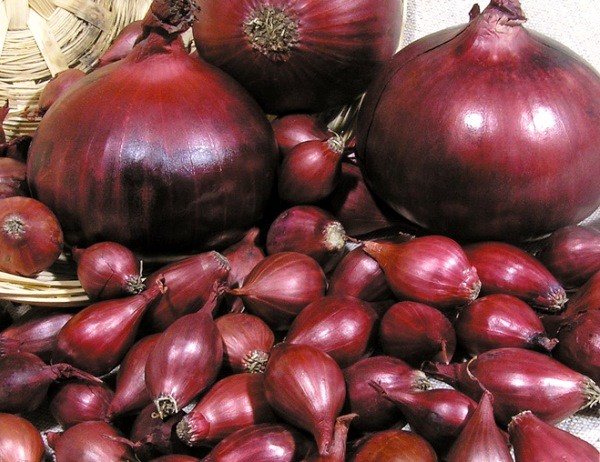 Onion sets: characteristics of popular varieties