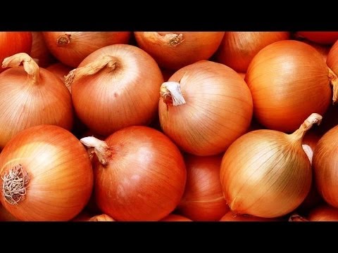 Onion sets: characteristics of popular varieties