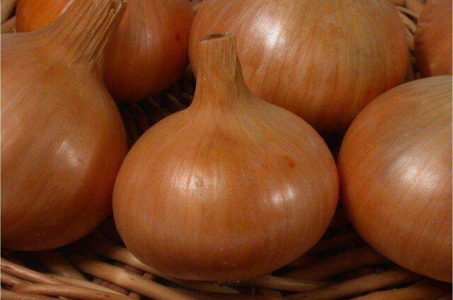 Onion sets Corrado F1: variety description, photos, reviews