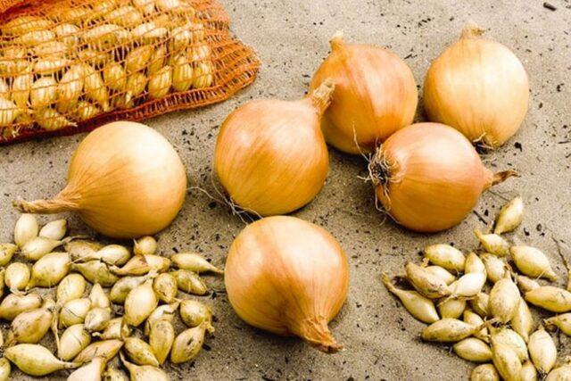 Onion sets Olina: description and characteristics of the variety, photos, reviews