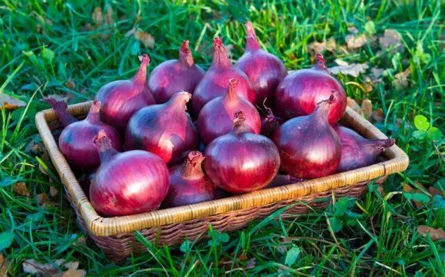 Onion sets Red Baron: characteristics and description of the variety, reviews