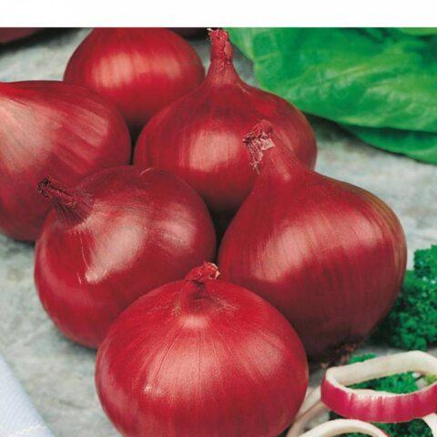 Onion sets Red Baron: characteristics and description of the variety, reviews