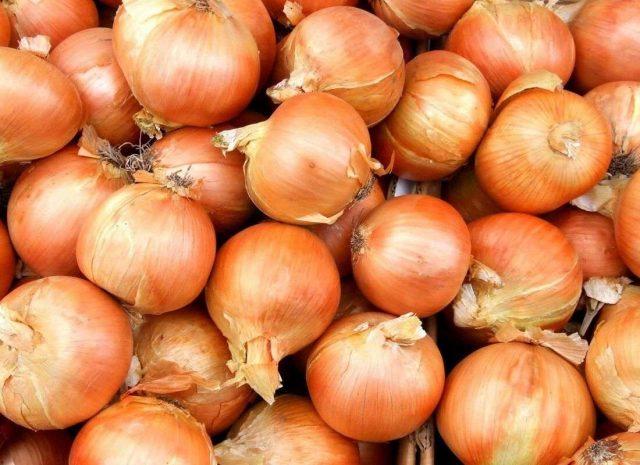 Onion sets Rumba: characteristics and description of the variety, photos, reviews