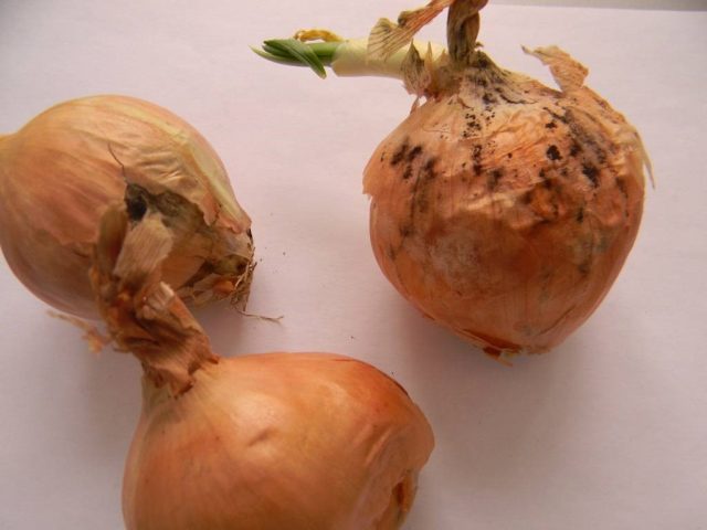 Onion sets Rumba: characteristics and description of the variety, photos, reviews