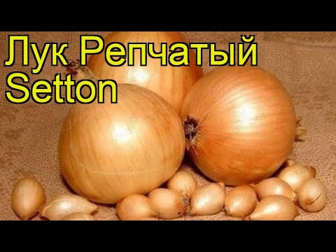 Onion sets Setton: variety description, photos, reviews