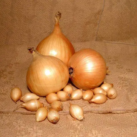 Onion sets Shetana: description and characteristics of the variety, photo, taste, reviews