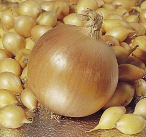 Onion sets Shetana: description and characteristics of the variety, photo, taste, reviews