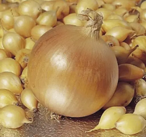 Onion sets Shetana: description and characteristics of the variety, photo, taste, reviews