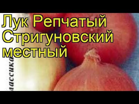 Onion sets Strigunovsky: description of the variety, planting in the spring, can it be planted before winter