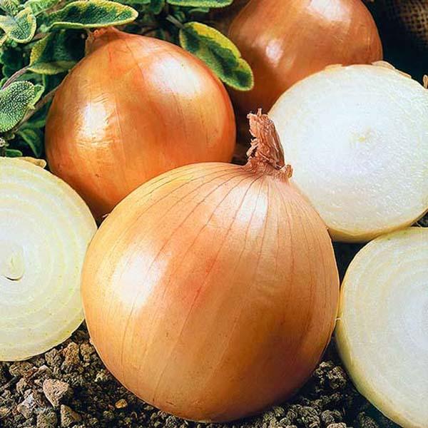 Onion sets Strigunovsky: description of the variety, planting in the spring, can it be planted before winter