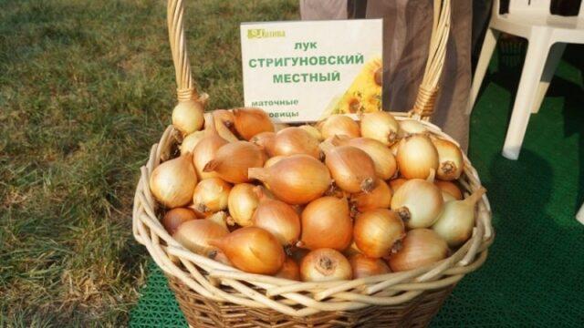 Onion sets Strigunovsky: description of the variety, planting in the spring, can it be planted before winter