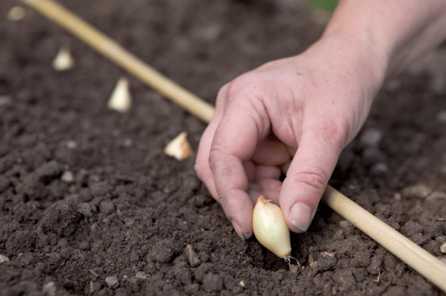 Onion sets Strigunovsky: description of the variety, planting in the spring, can it be planted before winter