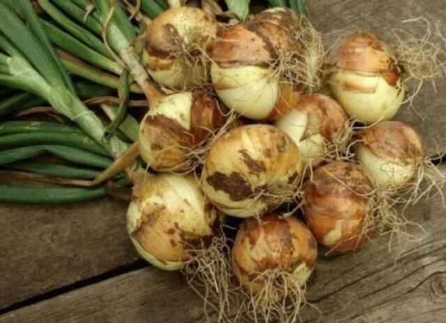 Onion sets Sturon: description and characteristics of the variety, photos, reviews