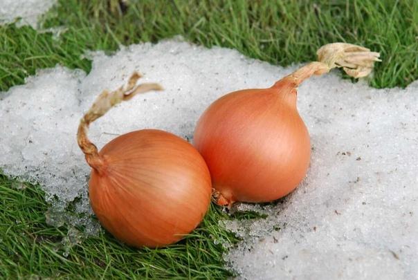 Onion sets Sturon: description and characteristics of the variety, photos, reviews