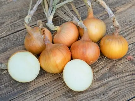 Onion Sturon: description, features of cultivation and care of the variety