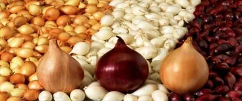 Onion varieties for winter planting