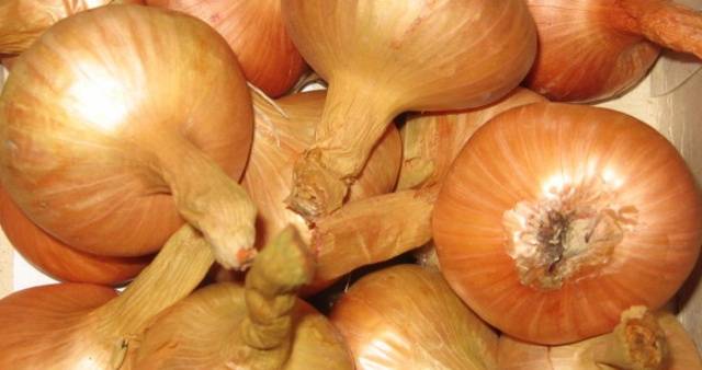 Onion varieties for winter planting