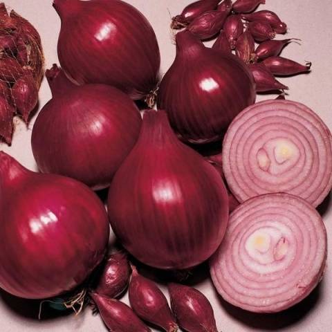 Onion varieties for winter planting