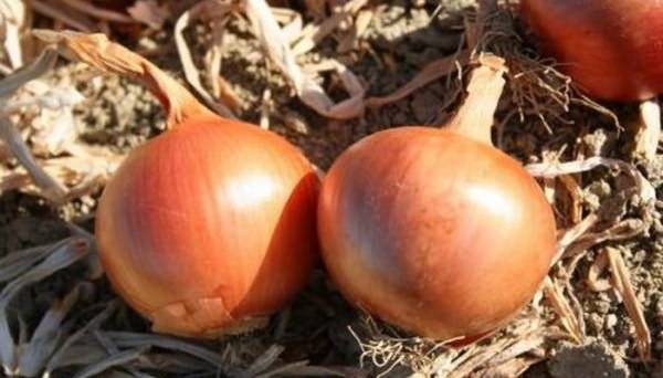 Onion varieties for winter planting