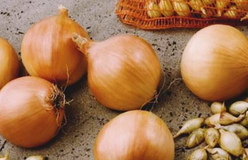 Onion varieties for winter planting