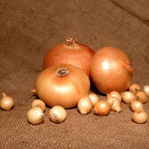 Onion varieties for winter planting