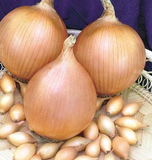 Onion varieties for winter planting