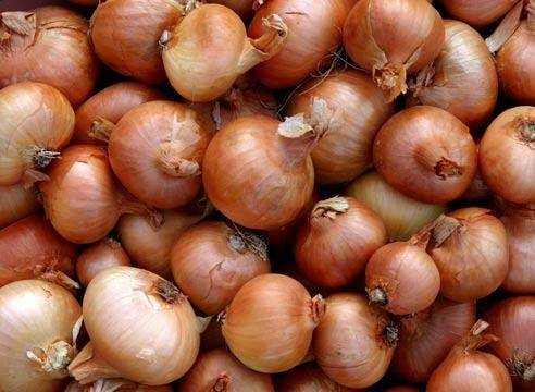 Onion varieties for winter planting