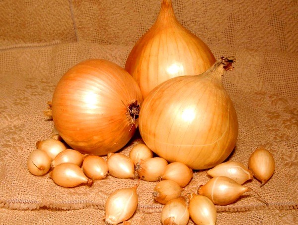 Onion variety Centurion: the secrets of growing and good yields