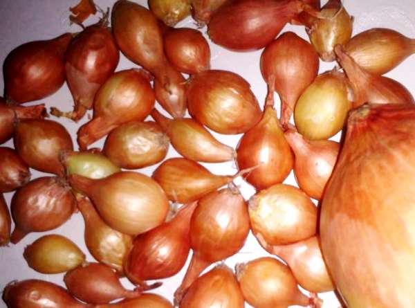 Onion variety Centurion: the secrets of growing and good yields