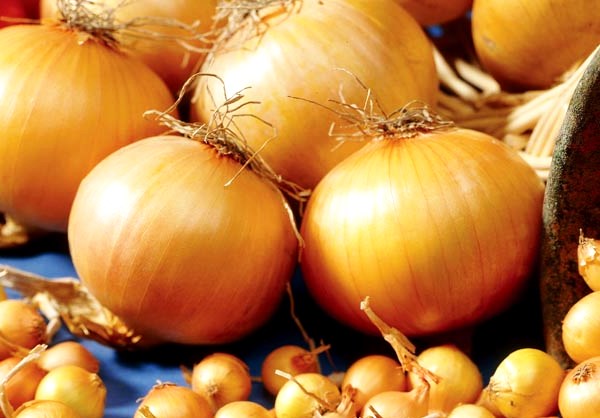 Onion variety Centurion: the secrets of growing and good yields