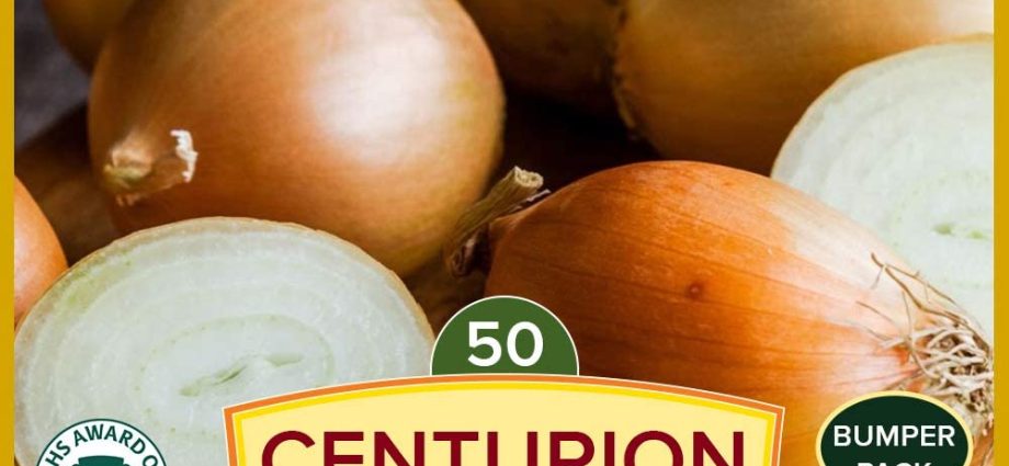 Onion variety Centurion: the secrets of growing and good yields