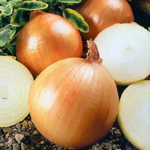 Onion variety Classic: description and photo