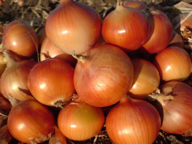 Onion variety Classic: description and photo