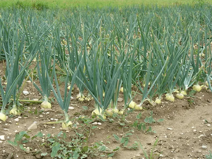 Onions on greens from seeds: how to plant and grow 