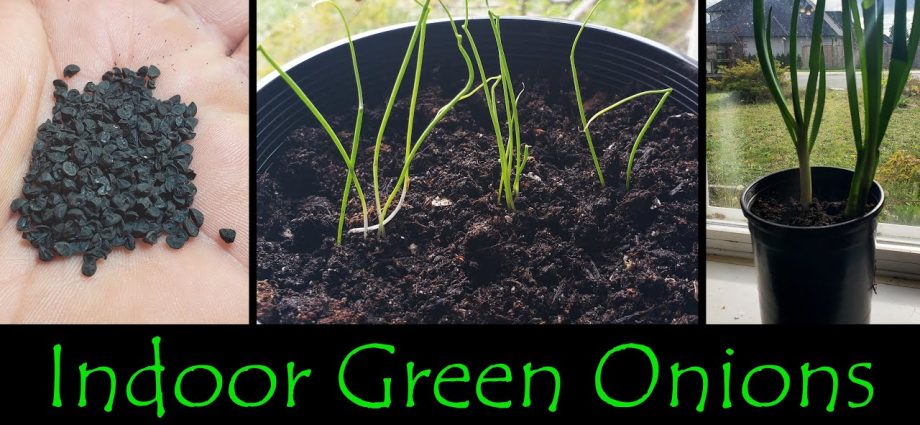 Onions on greens from seeds: how to plant and grow 