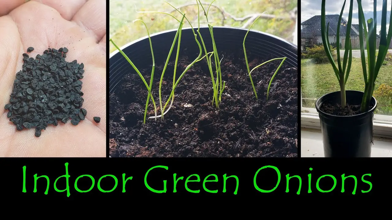 Onions on greens from seeds: how to plant and grow 