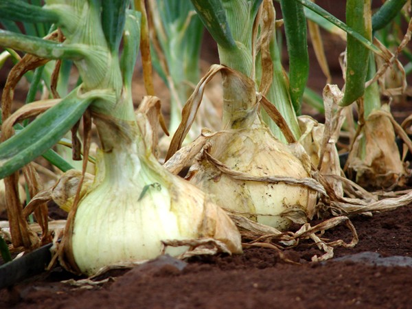 Onions: planting and care in the open field according to all the rules