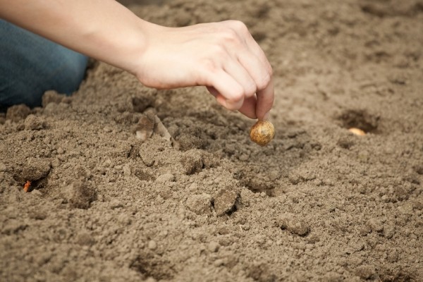 Onions: planting and care in the open field according to all the rules