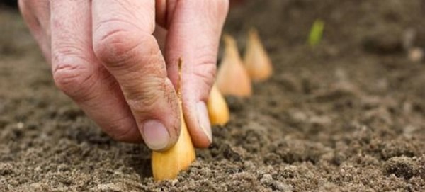 Onions: planting and care in the open field according to all the rules