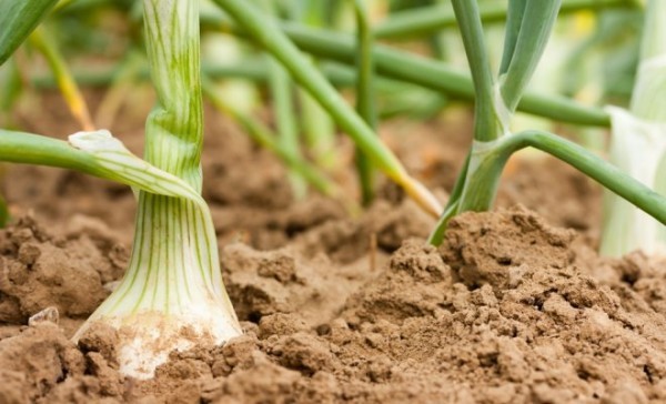 Onions: planting and care in the open field according to all the rules