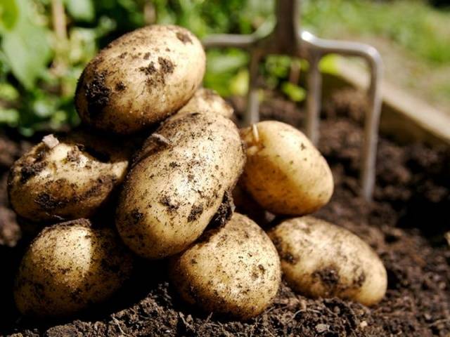 Optimal temperature for planting potatoes 