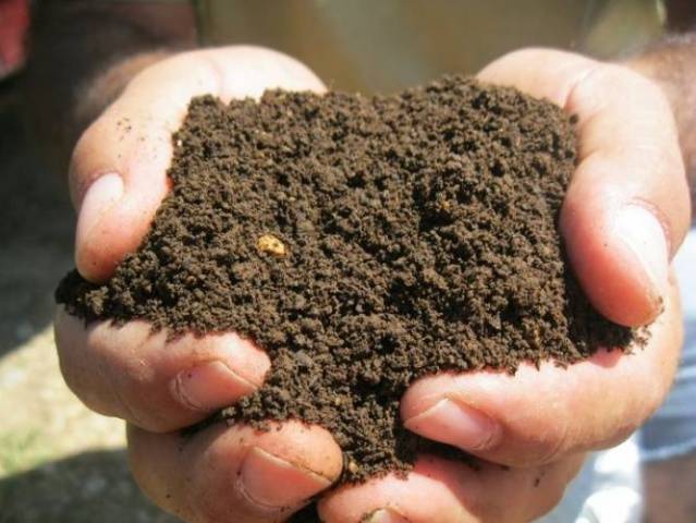 Optimal temperature for planting potatoes 