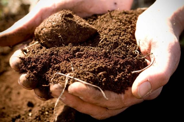 Optimal temperature for planting potatoes 