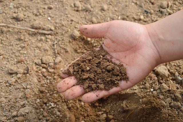 Optimal temperature for planting potatoes 