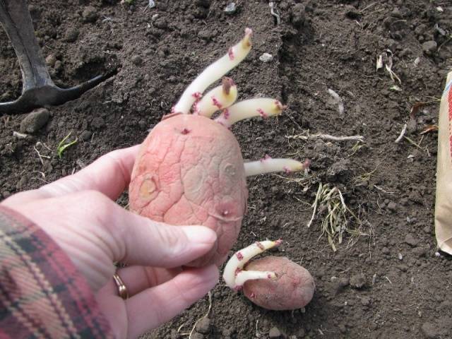 Optimal temperature for planting potatoes 